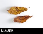 枯れ葉5