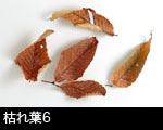 枯れ葉6