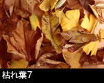 枯れ葉7