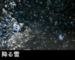 降る雪