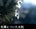 松葉についた氷粒