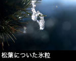 松葉についた氷粒