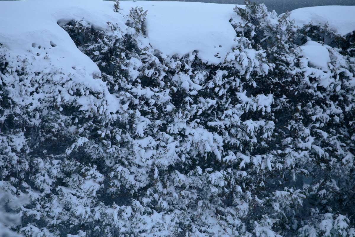 i69l-0575　生け垣　吹雪