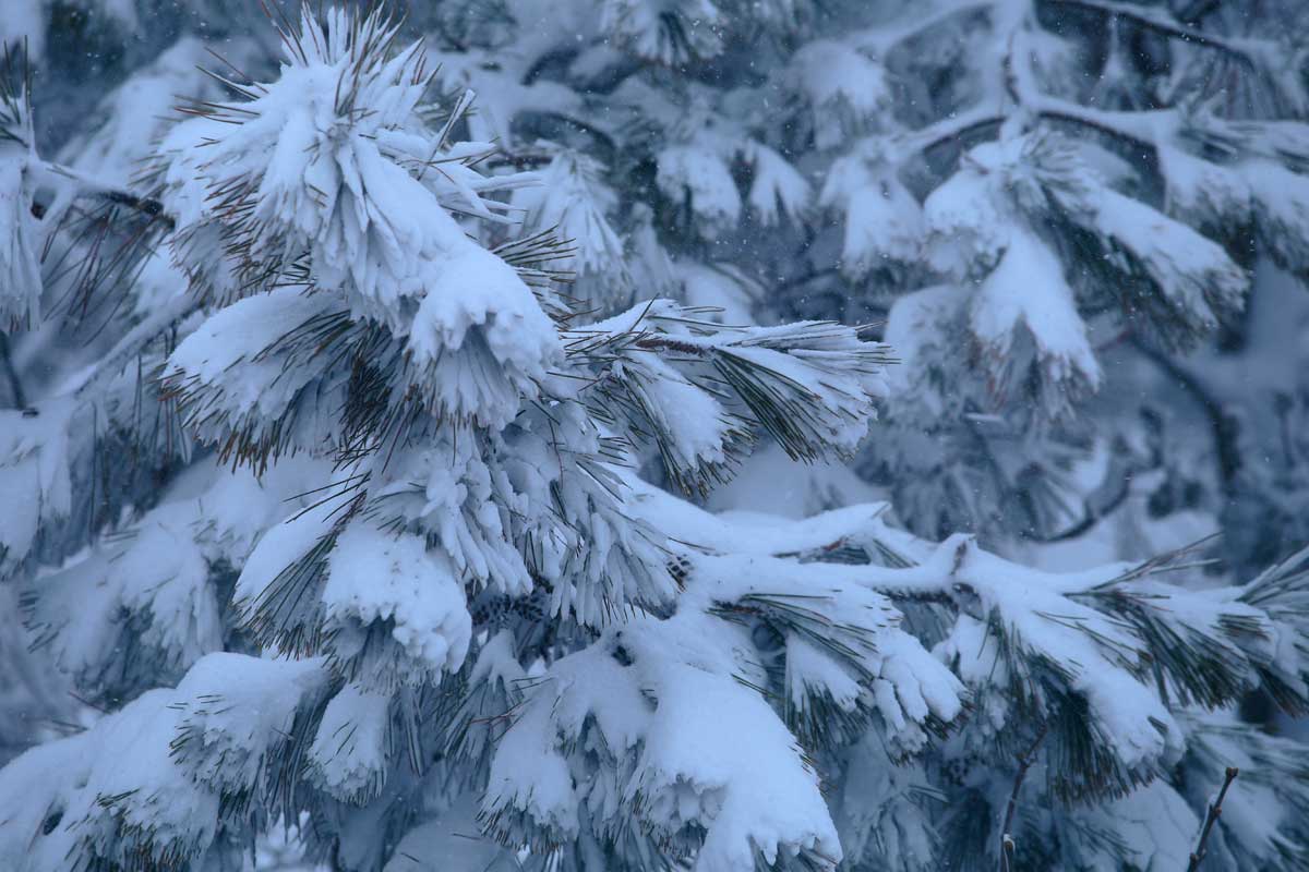 i69l-0576　松　吹雪