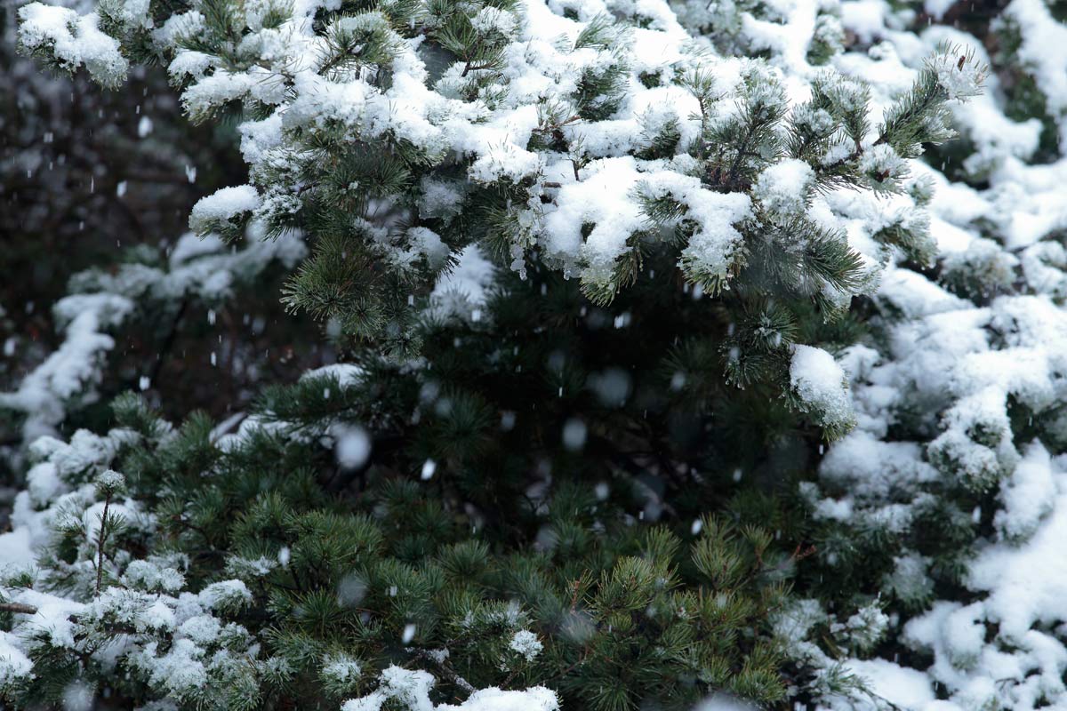i69l-0616　春の雪