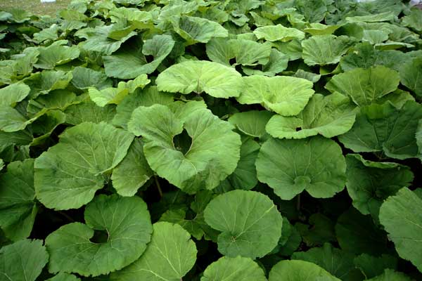 ふき 畑 画像 フリー写真素材 無料写真素材