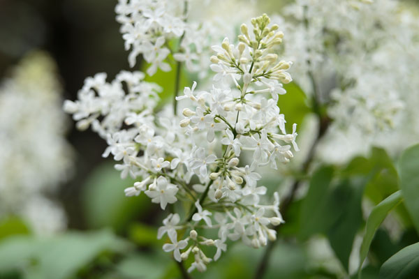 ライラックの花　画像1 無料写真素材「花ざかりの森」