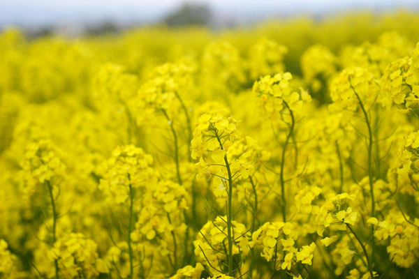 菜の花畑 画像1 フリー写真素材 無料写真素材 