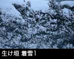 生け垣 着雪1