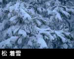 松 着雪