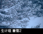 生け垣 着雪2