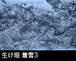 生け垣 着雪3
