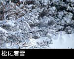 枝に着雪