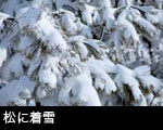 松に着雪1