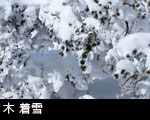 木 着雪