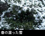 春の湿った雪