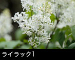 ライラック1