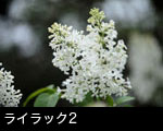 ライラック2
