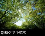 新緑ケヤキ並木