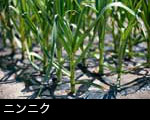 にんにく