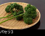 パセリ1