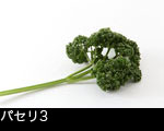 パセリ3