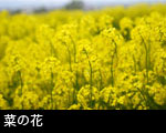 菜の花