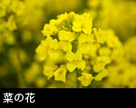 菜の花