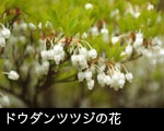 ドウダンツツジの花