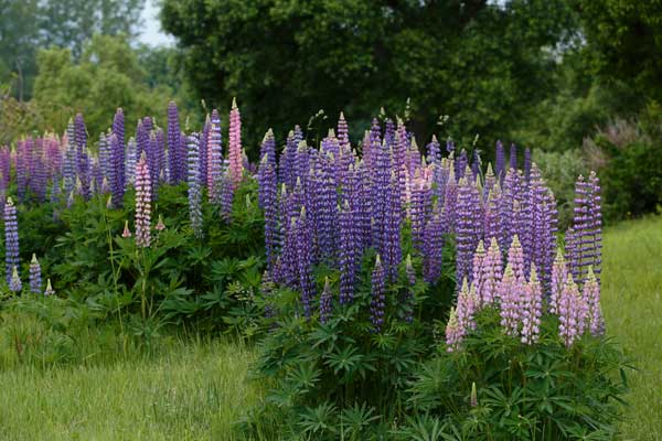 ルピナス 花 画像1 無料写真素材 「花ざかりの森」