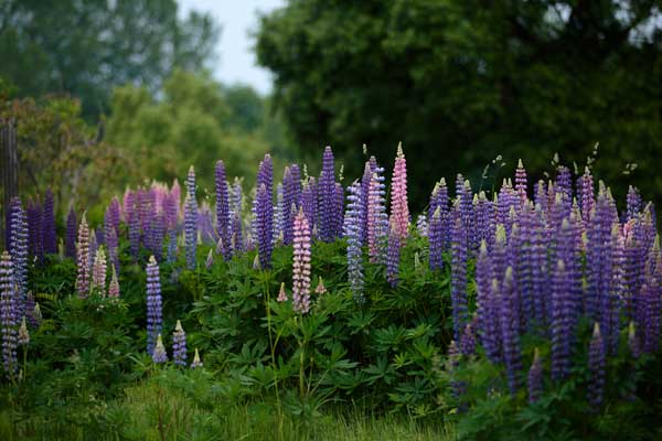 ルピナス 花 画像2 フリー写真素材