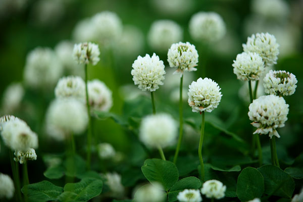 シロツメグサ 花 画像2 フリー写真素材