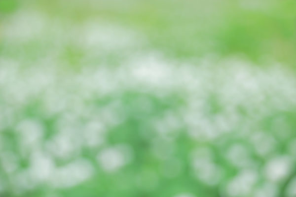 野のグラデーション 若草色 画像 無料写真素材 フリー写真素材「花ざかりの森」