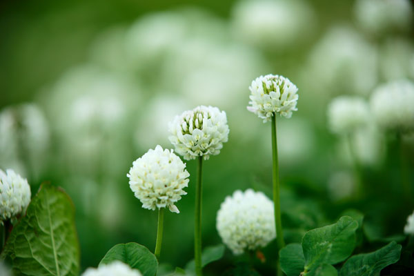 シロツメクサ(クローバー) 花 画像1 無料写真素材 「花ざかりの森」