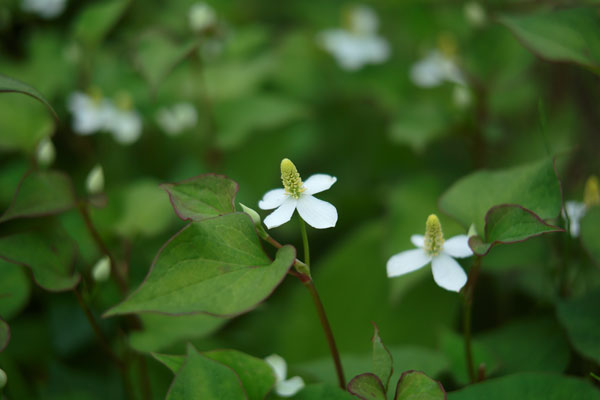ドクダミの写真2枚。花群の一輪にピントを合わせ背後の花をアウトフォーカスして一カット