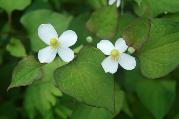 ドクダミ 花 画像2 フリー写真素材