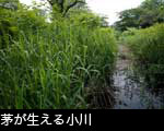 茅が生える小川
