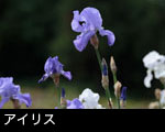 アイリス