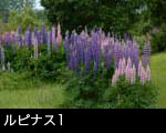 ルピナス1
