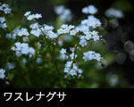 ワスレナグサ