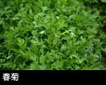 春菊