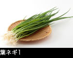 　葉ネギ1