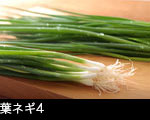 　葉ネギ4 
