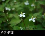ドクダミ