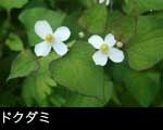 ドクダミ1