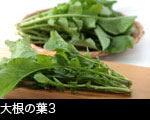 大根の葉3 