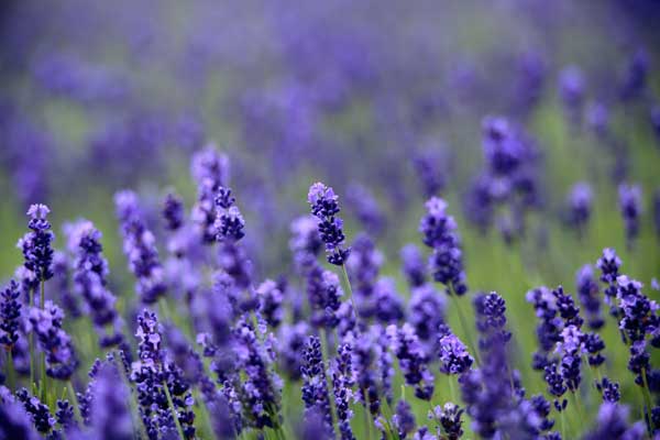 ラベンダー花群の一輪にピントを合わせ背後の花をアウトフォーカスして撮影。