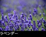 ハーブ（ラベンダー）