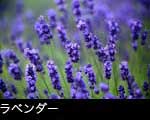 ハーブ（ラベンダー）