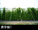 長芋畑1